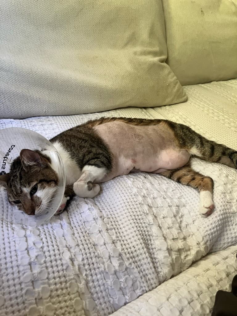 Cleo after surgery with a shaved side and recovery cone
