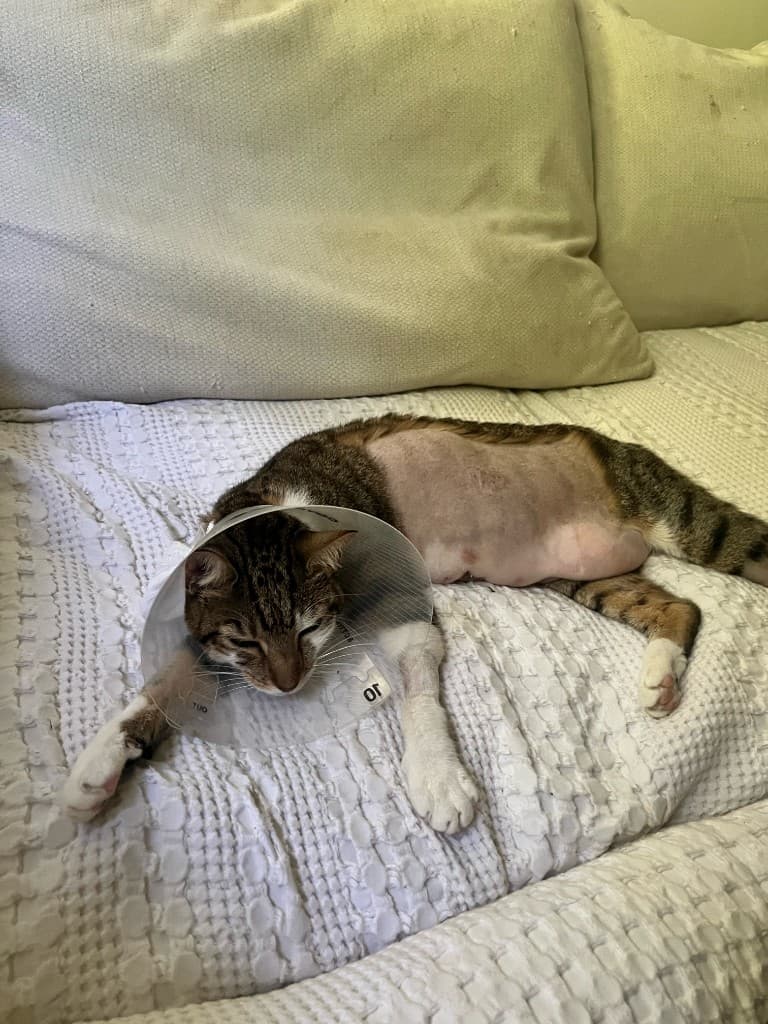 Cleo lying down during recovery at home