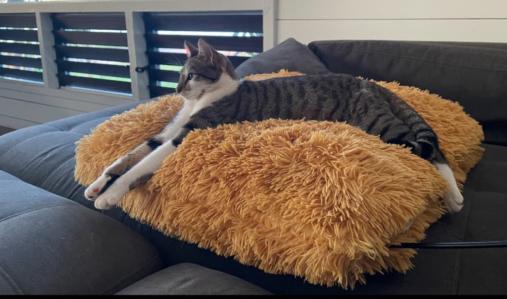 Cleo stretched out on the couch at home on Kauai