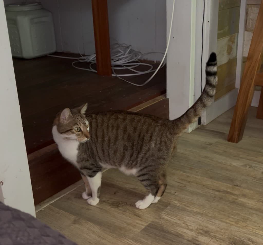 Cleo at home before the accident