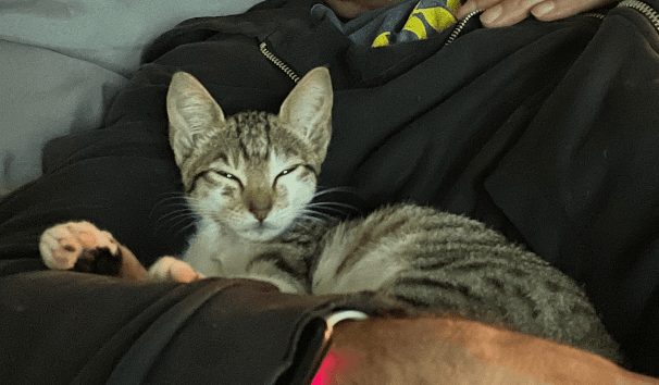 Cleo as a kitten, resting on her owner's chest